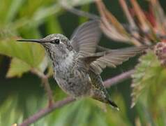 Anna's Hummingbird