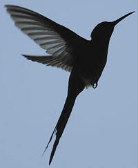 Colibri hirondelle