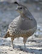 California Quail