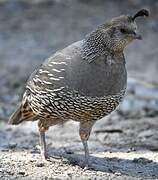 California Quail