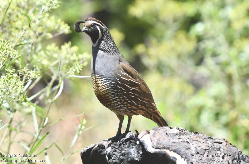 California Quail