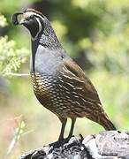 California Quail