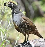 California Quail