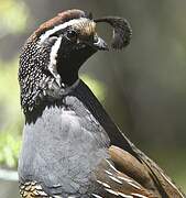 California Quail