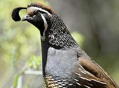 California Quail