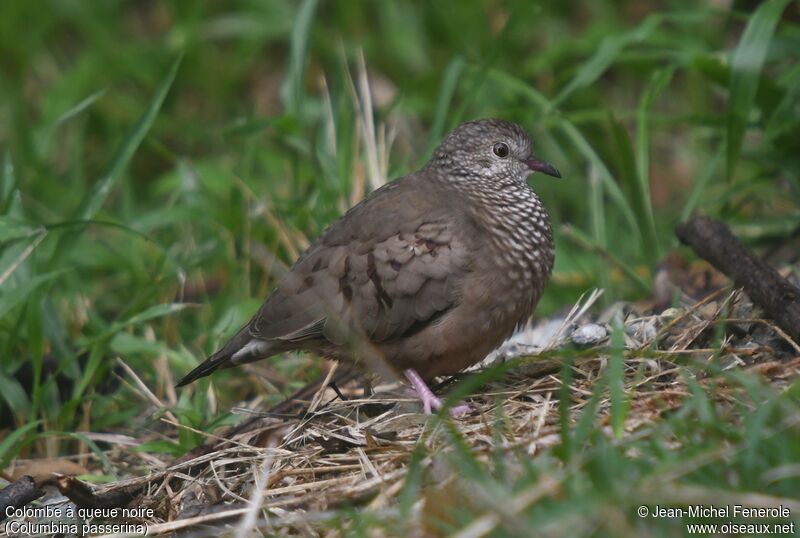 Common Ground Dove