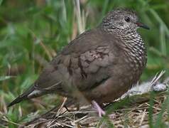 Common Ground Dove