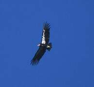 California Condor