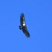 California Condor