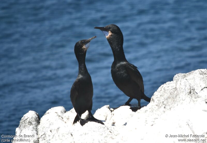 Brandt's Cormorant