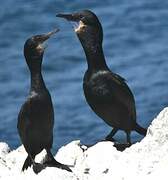 Brandt's Cormorant