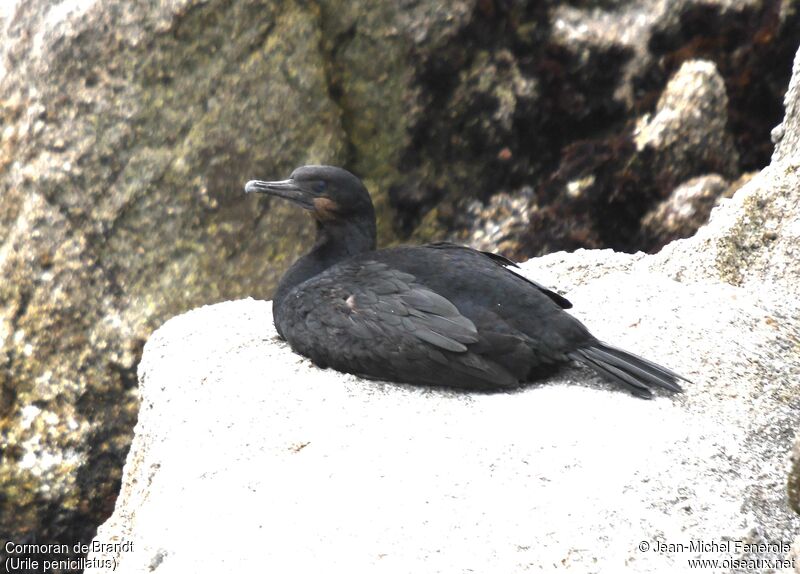 Brandt's Cormorant