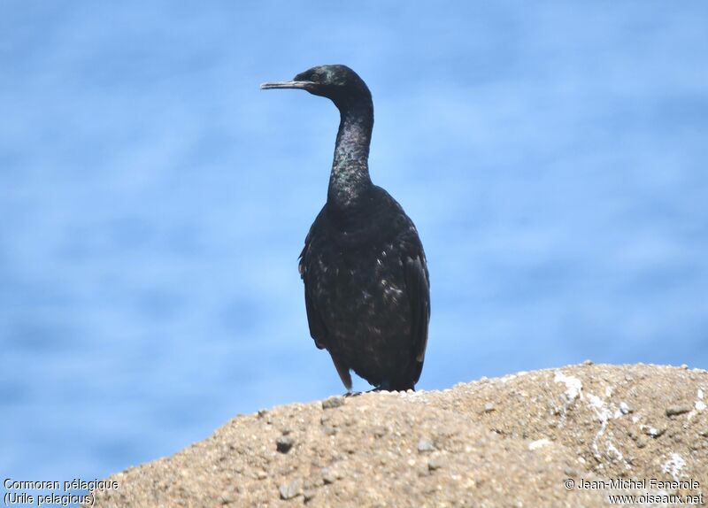 Pelagic Cormorant