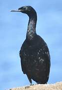 Pelagic Cormorant