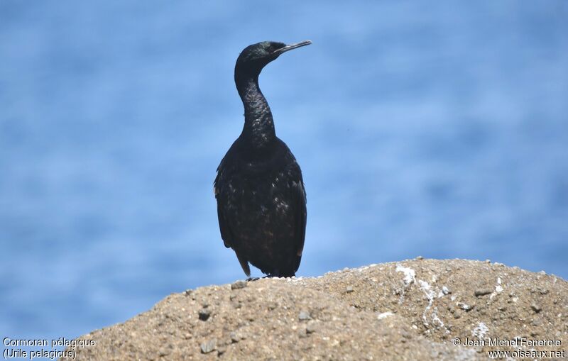 Cormoran pélagique