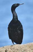 Pelagic Cormorant