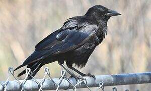 American Crow