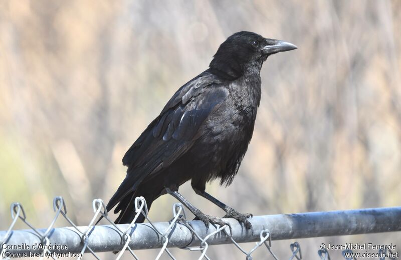 American Crow