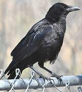 American Crow