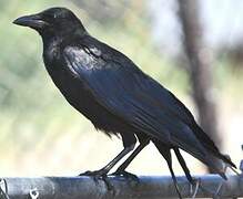 American Crow