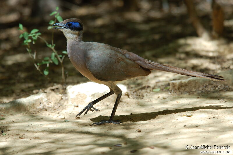 Olive-capped Couaadult, identification