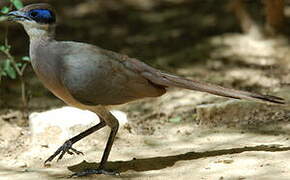 Olive-capped Coua