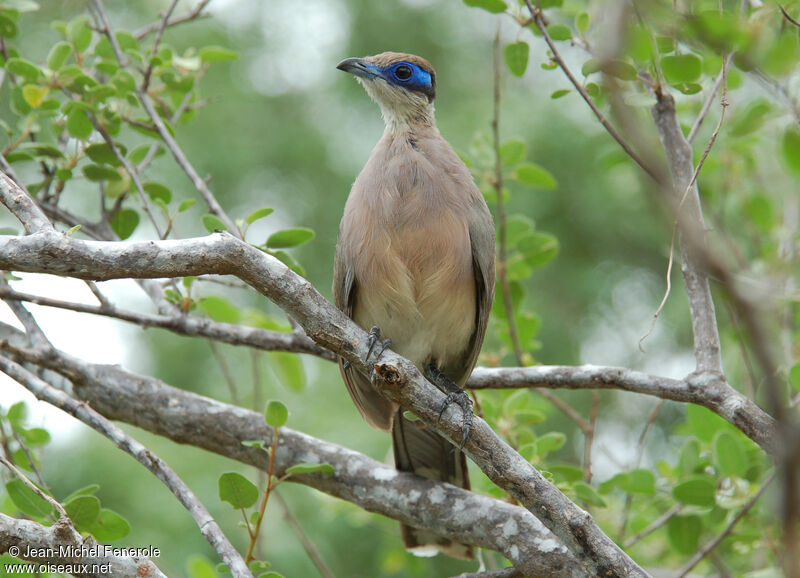 Olive-capped Couaadult