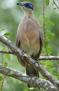 Olive-capped Coua