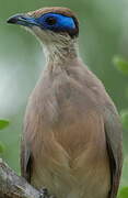 Olive-capped Coua