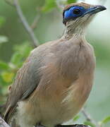 Olive-capped Coua