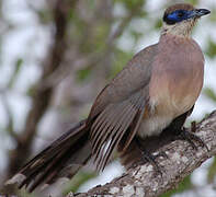 Olive-capped Coua