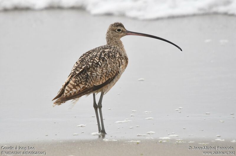 Long-billed Curlew