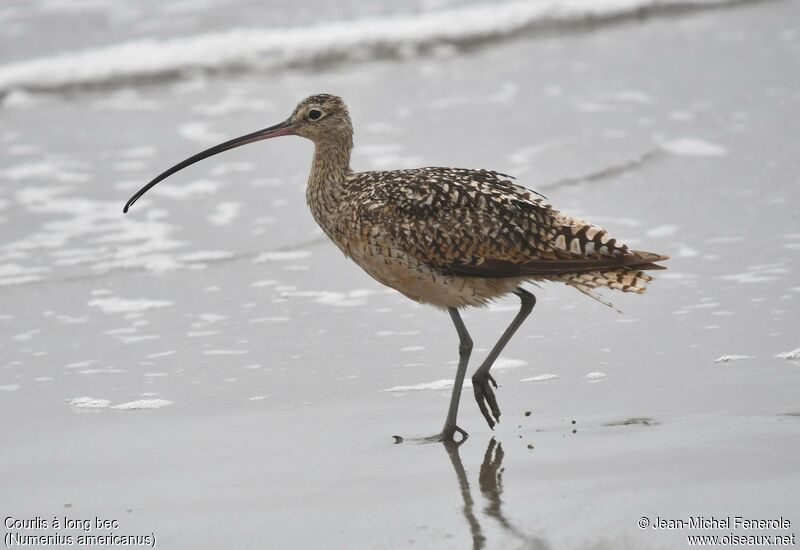 Long-billed Curlew