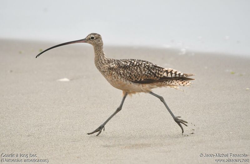 Long-billed Curlew