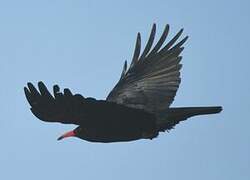 Red-billed Chough