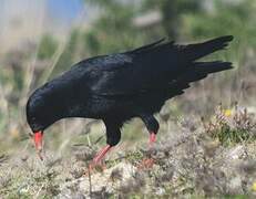 Red-billed Chough