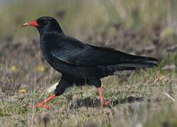 Red-billed Chough