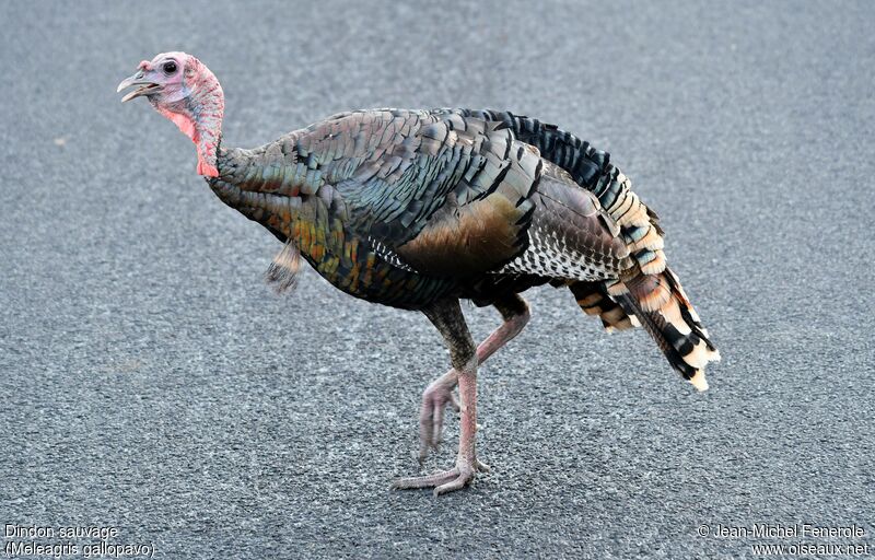 Wild Turkey