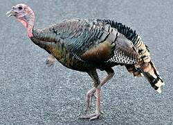 Wild Turkey