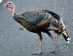 Wild Turkey