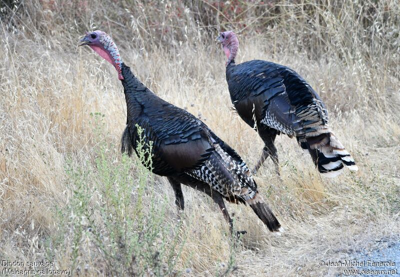 Wild Turkey