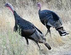 Wild Turkey