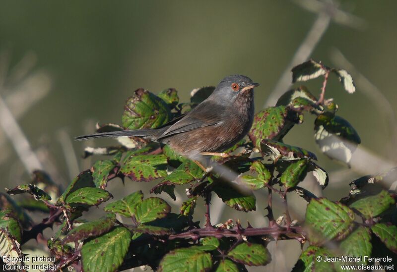 Dartford Warbler