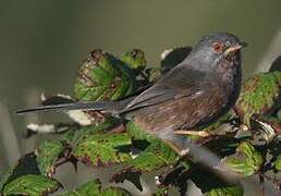 Dartford Warbler