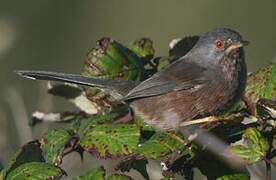 Dartford Warbler