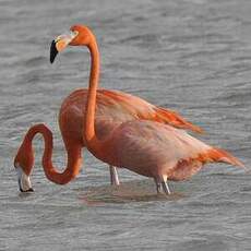 Flamant des Caraïbes