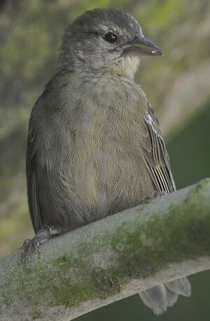 Foudi des Seychelles