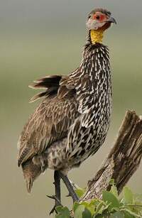 Francolin à cou jaune