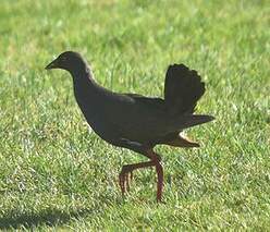 Gallinule aborigène