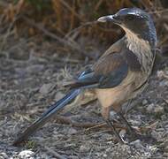 California Scrub Jay